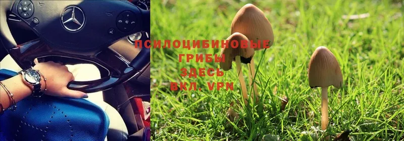 Галлюциногенные грибы Magic Shrooms  Карталы 